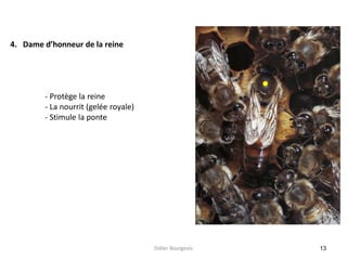 13
4. Dame d’honneur de la reine
- Protège la reine
- La nourrit (gelée royale)
- Stimule la ponte
Didier Bourgeois
 