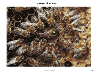 14
La reine et sa cour
Didier Bourgeois
 