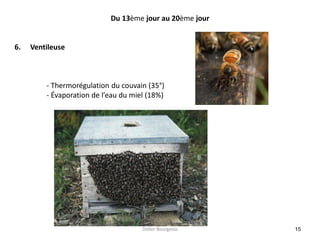 15
Du 13ème jour au 20ème jour
6. Ventileuse
- Thermorégulation du couvain (35°)
- Évaporation de l’eau du miel (18%)
Didier Bourgeois
 