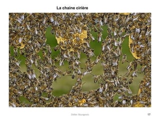17
La chaine cirière
Didier Bourgeois
 