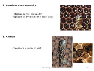 18
7. Intendante, manutentionnaire
- Stockage du miel et du pollen
- Opercule les alvéoles de miel et de larves
8. Chimiste
- Transforme le nectar en miel
Didier Bourgeois
 