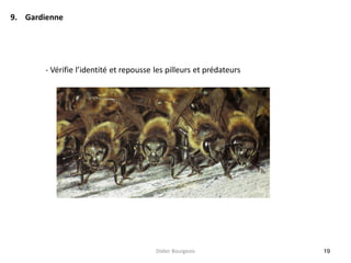19
9. Gardienne
- Vérifie l’identité et repousse les pilleurs et prédateurs
Didier Bourgeois
 