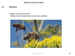 20
Du 21ème jour à sa mort
11. Éclaireuse
- Repère les fleurs à butiner
- Indique leurs emplacements (danse des abeilles)
Didier Bourgeois
 