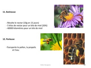 21
11. Butineuse
- Récolte le nectar (10g en 15 jours)
- 5 kilos de nectar pour un kilo de miel (20%)
- 40000 kilomètres pour un kilo de miel
12. Porteuse
-Transporte le pollen, la propolis
et l’eau
Didier Bourgeois
 
