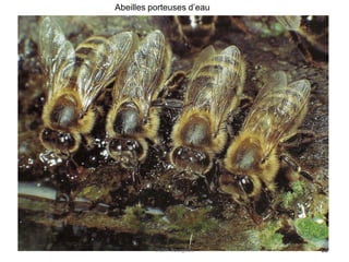 22
Abeilles porteuses d’eau
Didier Bourgeois
 