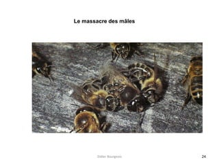 24
Le massacre des mâles
Didier Bourgeois
 