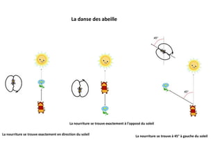 La danse des abeille
La nourriture se trouve exactement en direction du soleil
La nourriture se trouve exactement à l'opposé du soleil
La nourriture se trouve à 45° à gauche du soleil
 