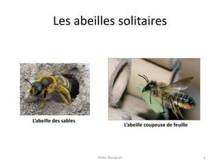 Les abeilles solitaires
Didier Bourgeois 3
L’abeille coupeuse de feuille
L’abeille des sables
 