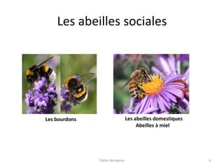 Les abeilles sociales
Didier Bourgeois 4
Les abeilles domestiques
Abeilles à miel
Les bourdons
 