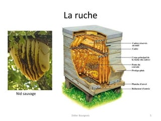 La ruche
Didier Bourgeois 5
Nid sauvage
 