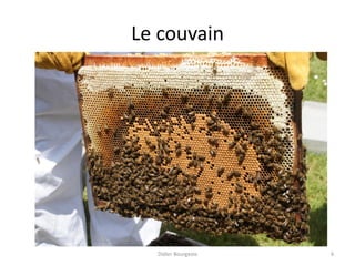 Le couvain
Didier Bourgeois 6
 