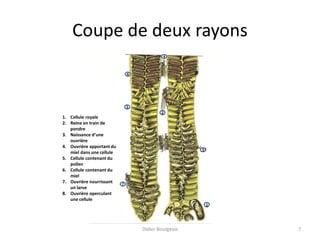 Coupe de deux rayons
1. Cellule royale
2. Reine en train de
pondre
3. Naissance d’une
ouvrière
4. Ouvrière apportant du
miel dans une cellule
5. Cellule contenant du
pollen
6. Cellule contenant du
miel
7. Ouvrière nourrissant
un larve
8. Ouvrière operculant
une cellule
2
3
4
1
5
6
7
Didier Bourgeois 7
 