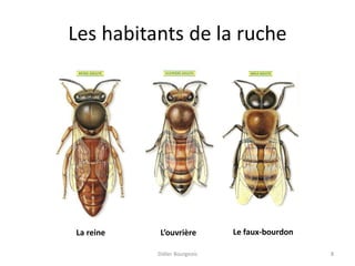 Les habitants de la ruche
Didier Bourgeois 8
La reine L’ouvrière Le faux-bourdon
 