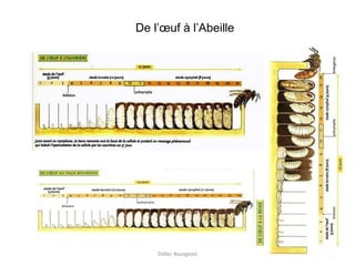 9
De l’œuf à l’Abeille
Didier Bourgeois
 