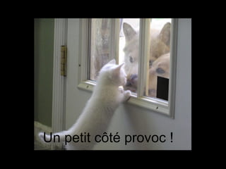 Un petit côté provoc ! 