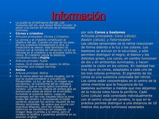 Información   La pupila es el  diafragma  del ojo. Los músculos del iris, que tienen forma circular, la abren o la cierran en función de la intensidad luminosa. Córnea y cristalino Artículos principales:  Córnea  y  Cristalino La córnea y el cristalino constituyen el objetivo del ojo. Cuando un rayo de luz pasa de una sustancia transparente a otra, su trayectoria se desvía: este  fenómeno  se conoce con el nombre de  refracción . La luz se refracta en el cristalino y se proyecta sobre la retina. El cristalino regula la distancia curvándose más o  Pupila Artículo principal:  Pupila menos. Si el cristalino es  opaco , la retina transmite una imagen borrosa. Retina Artículo principal:  Retina En la retina están las células visuales, por lo que se puede comparar a una  película  fotosensible. La luz, es decir, la imagen que percibimos, se transforma allí en impulsos eléctricos que el nervio óptico transmite al cerebro. Los nervios ópticos de ambos ojos se entrecruzan antes de entrar en el  encéfalo , formando el  quiasma óptico . Luego se prolongan por las vías visuales hacia la zona media del cerebro y atravesando el  tejido  cerebral, alcanzan los centros visuales de los lóbulos occipitales. Se ignora que ocurre con exactitud después, pero los impulsos eléctricos se transforman en imágenes. La imagen llega invertida a la retina, pero el cerebro la rectifica y podemos percibirla en su posición original. por solo  Conos y bastones Artículos principales:  Cono (célula) ,  Bastón (célula) , y  Fotorreceptor Las células sensoriales de la retina reaccionan de forma distinta a la luz y los colores. Los bastones se activan en la  oscuridad , y sólo permiten distinguir el negro, el blanco y los distintos grises. Los conos, en cambio funcionan de  día  y en ambientes iluminados, y hacen posible la visión en los colores. En realidad hay tres tipos de conos, adaptados a cada uno de los tres colores primarios. El pigmento de los conos es una  sustancia  coloreada del  retinol . Los conos están concentrados en el centro de la retina mientras que la frecuencia de los bastones aumentan a medida que nos alejamos de la mácula lutea hacia la  periferia . Cada  Cono (célula)  está conectado individualmente con el centro visual del cerebro, lo que en la práctica permite distinguir a una  distancia  de 10 metros dos puntos luminosos separados 
