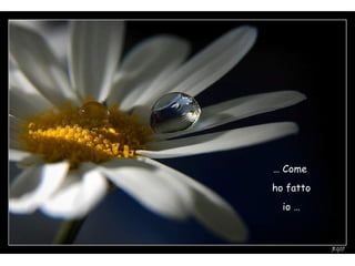 …  Come  ho fatto io  … 