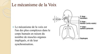 Le mécanisme de la Voix
 Le mécanisme de la voix est
l'un des plus complexes dans le
corps humain en raison du
nombre de muscles organes
impliqués, et de leur
synchronisation.
 