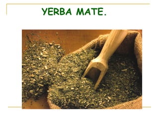 YERBA MATE. 