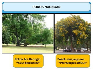POKOK NAUNGAN
Pokok Ara Beringin
“Ficus benjamina”
Pokok sena/angsana
“Pterocarpus indicus”
 
