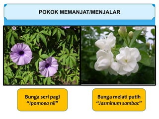 POKOK MEMANJAT/MENJALAR
Bunga seri pagi
“Ipomoea nil”
Bunga melati putih
“Jasminum sambac”
 