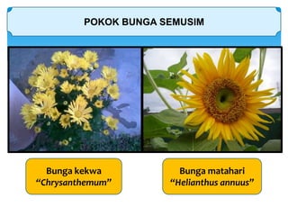 POKOK BUNGA SEMUSIM
Bunga kekwa
“Chrysanthemum”
Bunga matahari
“Helianthus annuus”
 