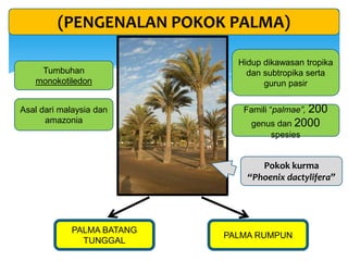 Tumbuhan
monokotiledon
Hidup dikawasan tropika
dan subtropika serta
gurun pasir
Asal dari malaysia dan
amazonia
Famili “palmae”, 200
genus dan 2000
spesies
PALMA BATANG
TUNGGAL
PALMA RUMPUN
(PENGENALAN POKOK PALMA)
Pokok kurma
“Phoenix dactylifera”
 