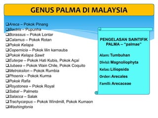 GENUS PALMA DI MALAYSIA
Areca – Pokok Pinang
Bactris – Pupunha
Borassus – Pokok Lontar
Calamus – Pokok Rotan
Pokok Kelapa
Copernicia – Pokok lilin karnauba
Pokok Kelapa Sawit
Euterpe – Pokok Hati Kubis, Pokok Açaí
Jubaea – Pokok Wain Chile, Pokok Coquito
Metroksilon – Pokok Rumbia
Phoenix – Pokok Kurma
Pokok Rafia
Roystonea – Pokok Royal
Sabal – Palmeto
Salacca – Salak
Trachycarpus – Pokok Windmill, Pokok Kumaon
Washingtonia
PENGELASAN SAINTIFIK
PALMA – “palmae”
Alam: Tumbuhan
Divisi: Magnoliophyta
Kelas: Liliopsida
Order: Arecales
Famili: Arecaceae
 
