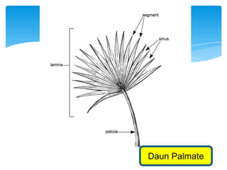 Daun Palmate
 
