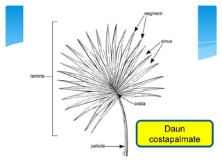 Daun
costapalmate
 
