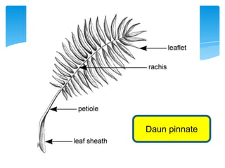 Daun pinnate
 