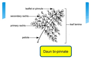 Daun bi-pinnate
 