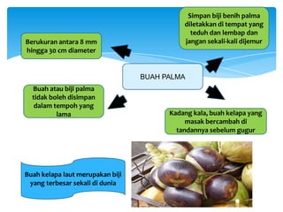 BUAH PALMA
Berukuran antara 8 mm
hingga 30 cm diameter
Buah atau biji palma
tidak boleh disimpan
dalam tempoh yang
lama Kadang kala, buah kelapa yang
masak bercambah di
tandannya sebelum gugur
Simpan biji benih palma
diletakkan di tempat yang
teduh dan lembap dan
jangan sekali-kali dijemur
Buah kelapa laut merupakan biji
yang terbesar sekali di dunia
 