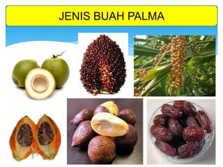 JENIS BUAH PALMA
 