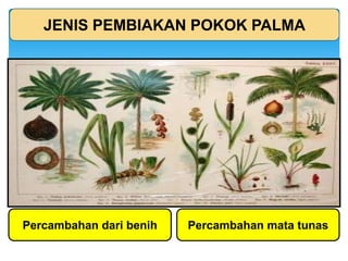 JENIS PEMBIAKAN POKOK PALMA
Percambahan dari benih Percambahan mata tunas
 