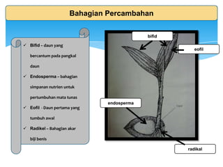 Bahagian Percambahan
endosperma
eofil
bifid
radikal
 Bifid – daun yang
bercantum pada pangkal
daun
 Endosperma – bahagian
simpanan nutrien untuk
pertumbuhan mata tunas
 Eofil - Daun pertama yang
tumbuh awal
 Radikel – Bahagian akar
biji benis
 