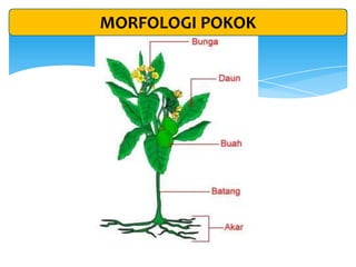 MORFOLOGI POKOK
 