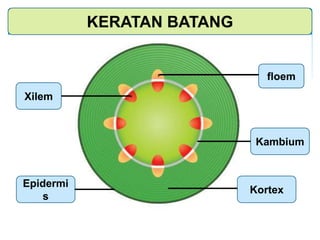Xilem
floem
KERATAN BATANG
Kambium
Epidermi
s
Kortex
 