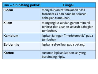 Ciri – ciri batang pokok Fungsi
Floem menyalurkan zat makanan hasil
fotosintesis dari daun ke seluruh
bahagian tumbuhan.
Xilem mengangkut air dan garam mineral
terlarut dari akar ke seluruh bahagian
tumbuhan.
Kambium lapisan jaringan ”meristematik” pada
tumbuhan
Epidermis lapisan sel-sel luar pada batang.
Kortex susunan lapisan-lapisan sel yang
berdinding nipis.
 