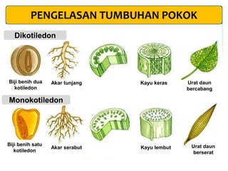 PENGELASAN TUMBUHAN POKOK
Akar tunjang
Akar serabut
Kayu keras
Kayu lembut
Urat daun
bercabang
Urat daun
berserat
Biji benih dua
kotiledon
Biji benih satu
kotiledon
Dikotiledon
Monokotiledon
 