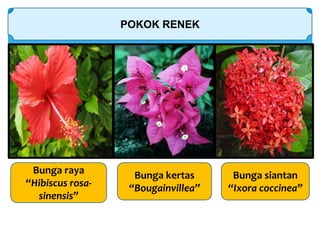 POKOK RENEK
Bunga raya
“Hibiscus rosa-
sinensis”
Bunga kertas
“Bougainvillea”
Bunga siantan
“Ixora coccinea”
 