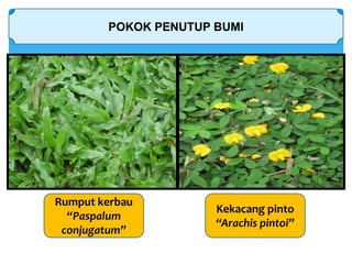 POKOK PENUTUP BUMI
Rumput kerbau
“Paspalum
conjugatum”
Kekacang pinto
“Arachis pintoi”
 