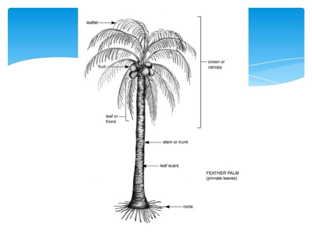 La 02 Pokok Dan Palma