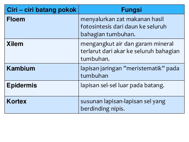 LA 02 Pokok dan Palma