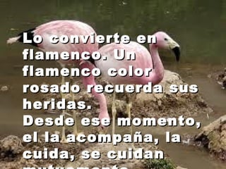 LLoo ccoonnvviieerrttee eenn 
ffllaammeennccoo.. UUnn 
ffllaammeennccoo ccoolloorr 
rroossaaddoo rreeccuueerrddaa ssuuss 
hheerriiddaass.. 
DDeessddee eessee mmoommeennttoo,, 
eell llaa aaccoommppaaññaa,, llaa 
ccuuiiddaa,, ssee ccuuiiddaann 
mmuuttuuaammeennttee.. 
 