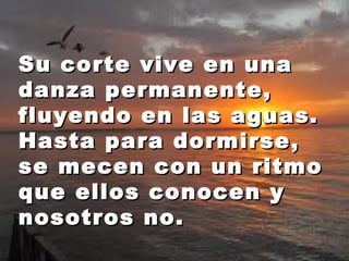 Su ccoorrttee vviivvee eenn uunnaa 
ddaannzzaa ppeerrmmaanneennttee,, 
fflluuyyeennddoo eenn llaass aagguuaass.. 
HHaassttaa ppaarraa ddoorrmmiirrssee,, 
ssee mmeecceenn ccoonn uunn rriittmmoo 
qquuee eellllooss ccoonnoocceenn yy 
nnoossoottrrooss nnoo.. 
 