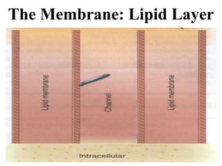 The Membrane: Lipid Layer
 