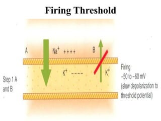 Firing Threshold
 