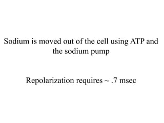 Sodium is moved out of the cell using ATP and
the sodium pump
Repolarization requires ~ .7 msec
 