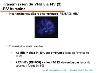 
Insertion intranucléaire embryonnaire (FISH ADN HBV )

Transcription virale possible

Ag HBs + chez 14-60% des embryons issus de femmes Ag
HBs+

ARN HBV (RT-PCR) + chez 47-69% des embryons issus de
couples infectés (n=62)
Hu XL, Human Reprod 2011, Rui Nie, Fertil & Steril 2011
Transmission du VHB via FIV (2)
FIV humaine
 